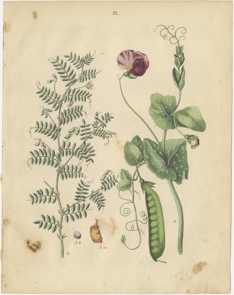 Antique Peas and Beans Botanical Prints, Legumes Study, Germany 1852, view 3
