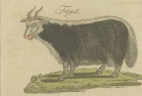 Antique Exotic Cattle, Yak & Buffalo Engraving, Bertuch, c. 1800, close-up 2