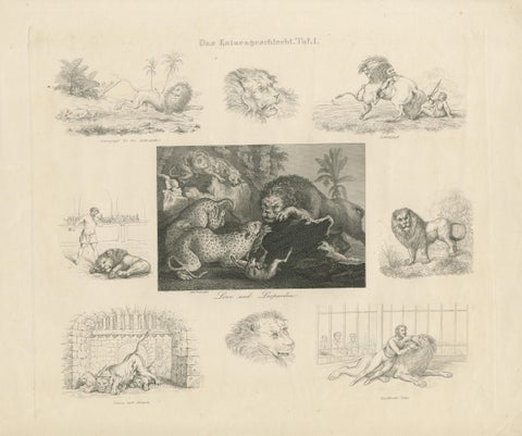 Antique Print with Nine Illustrations of Various Lions and Leopards, view 3