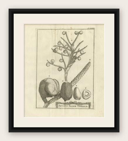 Fruits of the Theban Palm, Botanical Study of Date Palm Egypt c.1776, shown framed