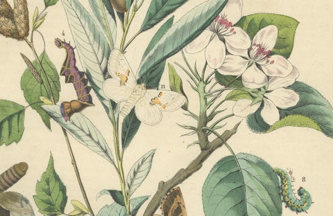 Wings of the Night: Hand-Colored 1856 Litho of Exotic Moths and Their Life Cycle, close-up 2