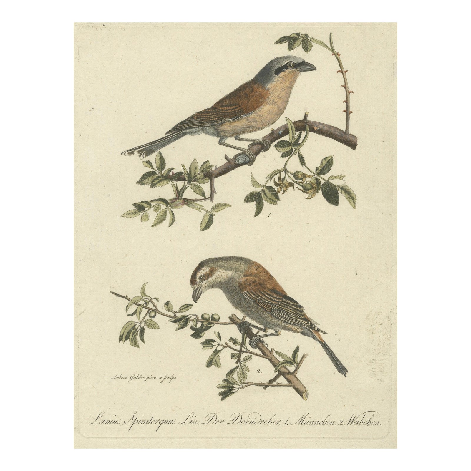 Shrikes in Natural Harmony: A Study of Avian Elegance by Ambrosius Gabler, 1809