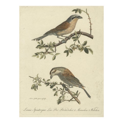 Shrikes in Natural Harmony: A Study of Avian Elegance by Ambrosius Gabler, 1809