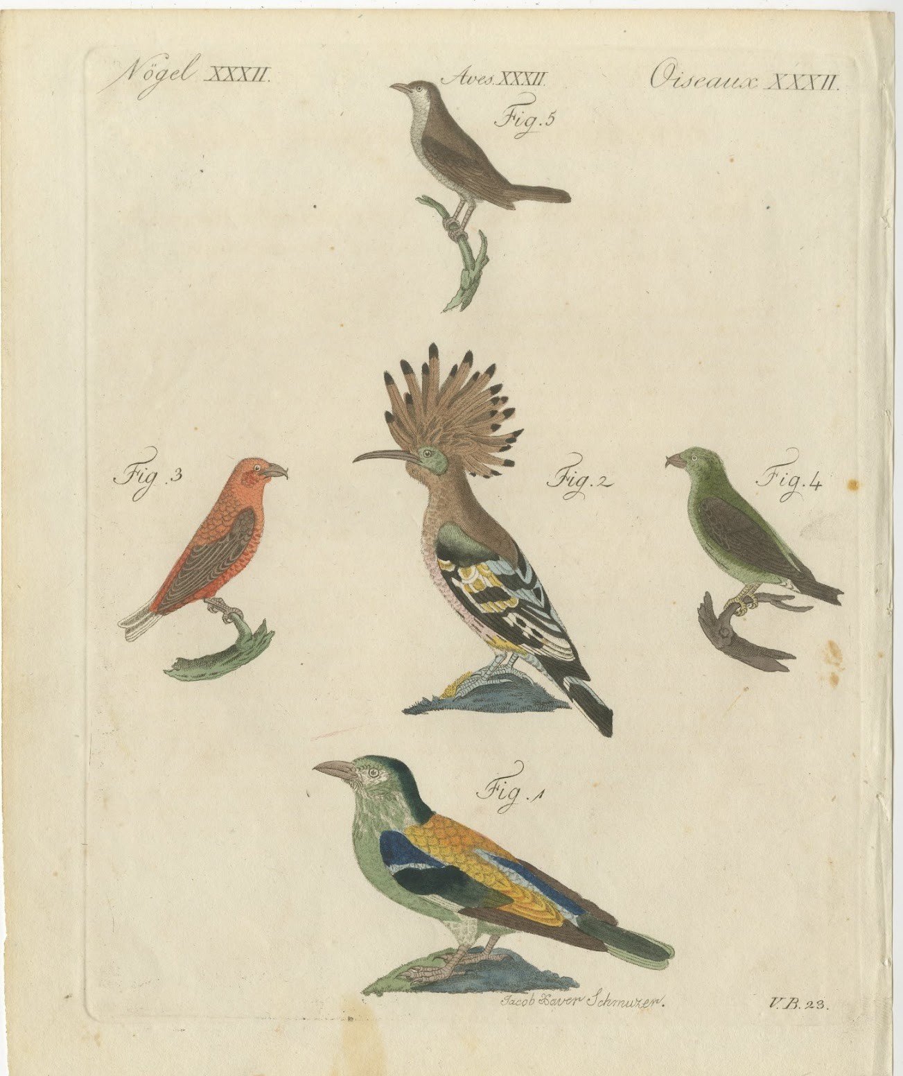 Hoopoe, Roller and Crossbills, Antique Bertuch Print, Vienna, circa 1805