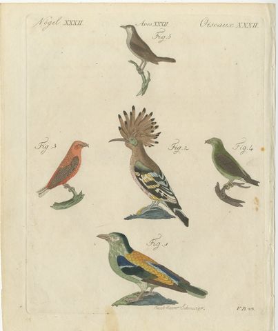 Hoopoe, Roller and Crossbills, Antique Bertuch Print, Vienna, circa 1805