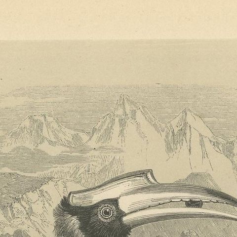 Antique Bird Print of a Great Hornbill and Crested Kingfisher, 1853, close-up 1