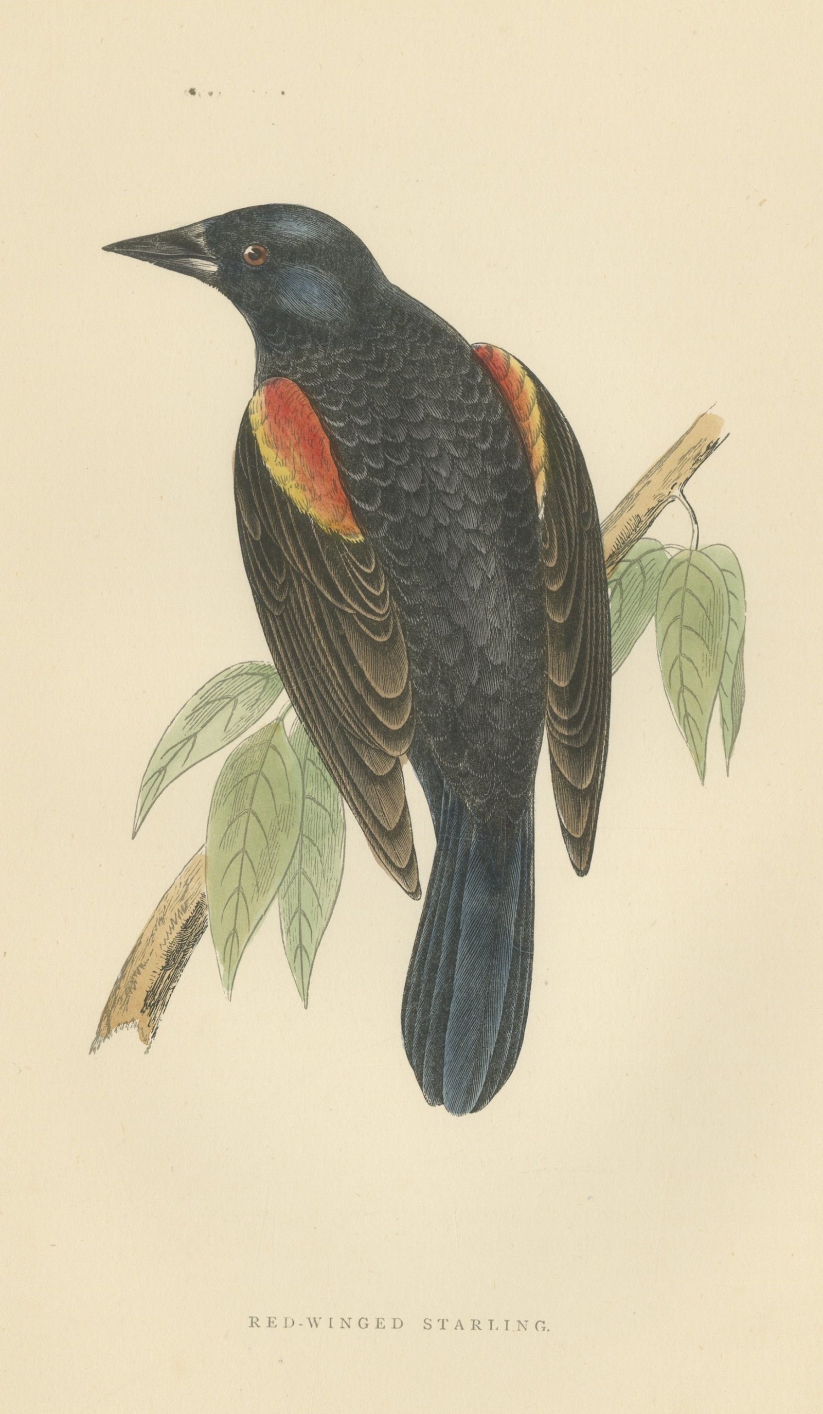 Red Winged Starling or Red Winged Blackbird, Morris Bird Print, 1896