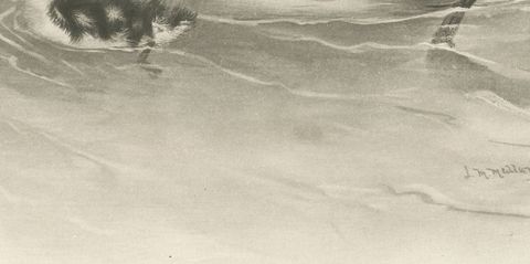 Merganser and Young, Antique Bird Print after Lilian Medland, circa 1909, close-up 1