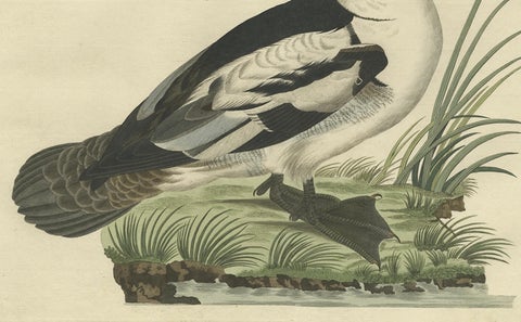 Smew Duck, Antique Dutch Bird Print by Sepp & Nozeman, Hand-Colored, circa 1809, close-up 4