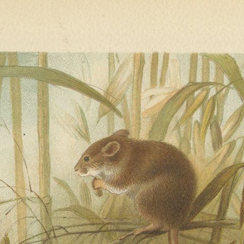Harvest Mouse, Antique Natural History Chromolithograph, 1894, close-up 6