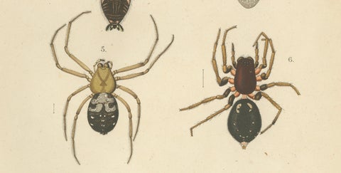 Antique Print of Sumatran Spiders, Orb Weavers & Jumping Spiders, c.1887, close-up 4