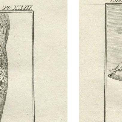 Pair of Antique Camel Anatomy Engravings, Buffon Scientific Plates 1769, close-up 1