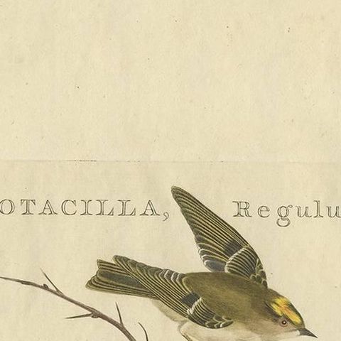Antique Bird Print of the Goldcrest by Sepp & Nozeman, 1797, close-up 1