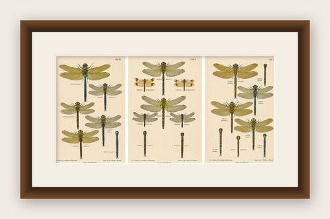 Dragonflies of Central Europe, Set of Three Color Lithographs, 1908, shown framed