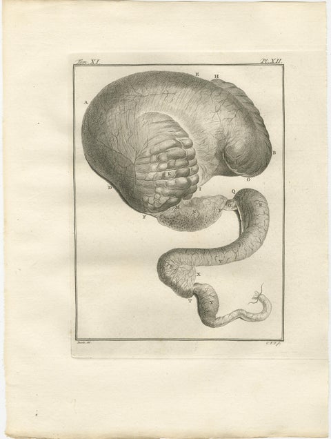 Complete Set of 10 Camel Anatomy Engravings, Buffon Scientific Plates 1769, view 7