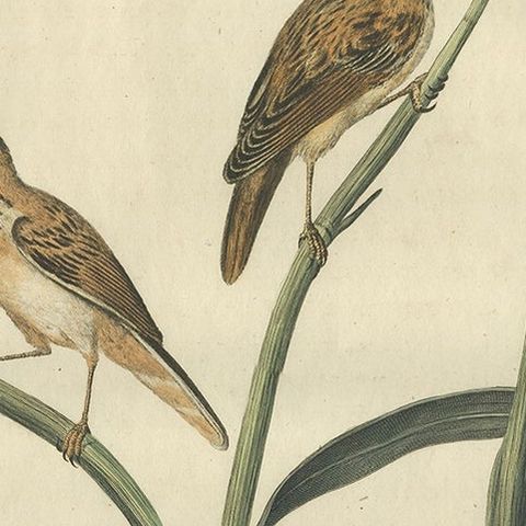 Antique Bird Print of the Eurasian Reed Warbler with Nest and Eggs, 1789, close-up 1