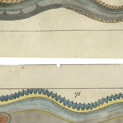 Set of 2 Antique Fish Prints - Conger Eel - Pacific Cutlassfish - Sand Eel, 1832, close-up 2
