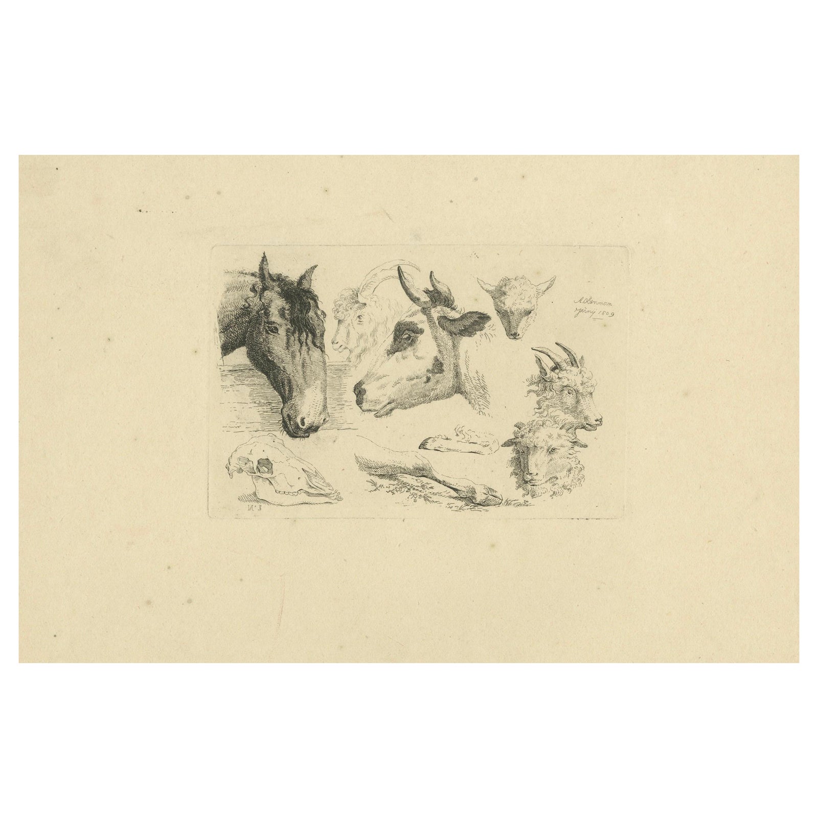 Detailed Etching of Horse, Cow, Goat, and Sheep Heads by Oberman, 1809