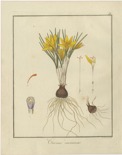 English Oak, Cloth of Gold Crocus, and Sand Sedge: Botanical Illustrations 1819, view 3