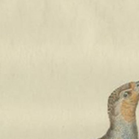 Antique Bird Print of a Female Grey Partridge by Sepp & Nozeman, 1789, close-up 1
