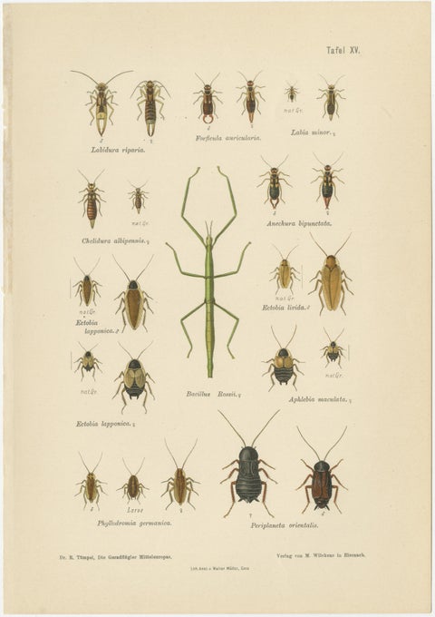 Mantis, Stick Insects & Grasshoppers, Antique Prints, Set of 3, 1908, view 2