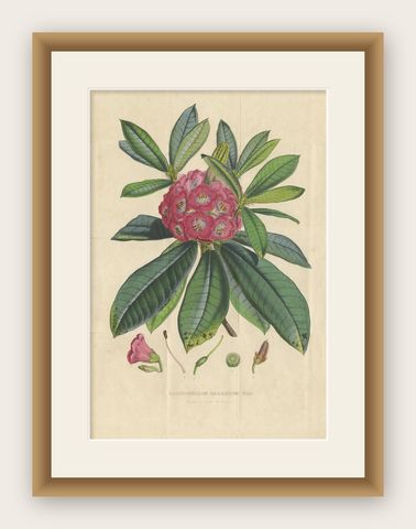 Antique Botany Print of the Rhododendron Barbatum by Van Houtte, 1849, shown framed