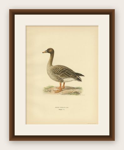 Antique Bird Print of the Taiga Bean Goose by Von Wright, 1929, shown framed