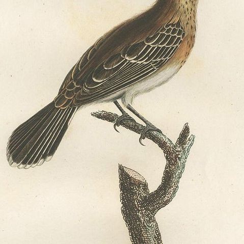 Antique Bird Print of a Kingbird Species by Vieillot, 1807, close-up 1