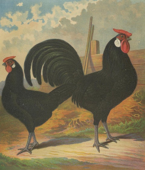 The Sleek Black Hamburg Chicken - A Rare 19th Century Poultry Lithograph, close-up 4