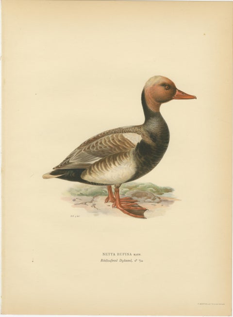 1929 Swedish Ornithology Lithographs Pair, Red-crested Pochard & Goldeneye, view 3