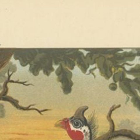 Original Antique Print of a Guineafowl Bird, c.1880, close-up 1