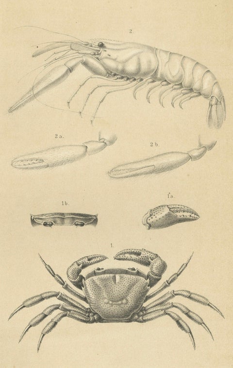 Antique Scientific Print of Sumatran Crab and Prawn, Midden-Sumatra c.1887, close-up 1