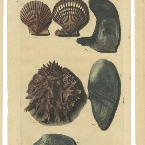 Set of 6 Colored Antique Prints of various Sea Shells and Molluscs, close-up 1