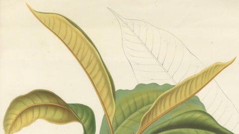 Antique Botanical Lithograph, Isonandra Gutta Percha Plant, de Vriese, 1856, close-up 1