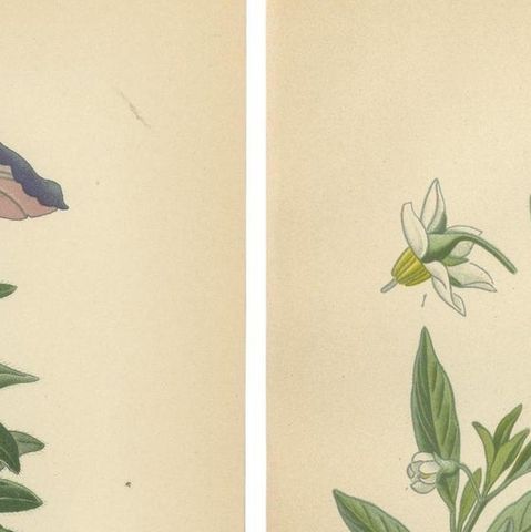 1897 Botanical Prints, Dwarf Morning Glory and Star Capsicum (Jerusalem Cherry), close-up 1