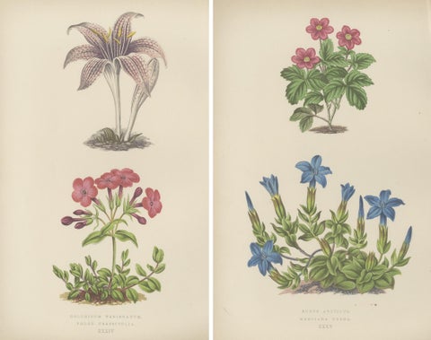 Alpine Botanical Lithograph Pair of Arctic Bramble and Spring Gentian, 1874, view 4