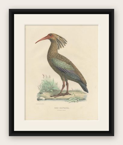 Antique Bird Print of the Olive Ibis by Severeyns 'c.1850', shown framed