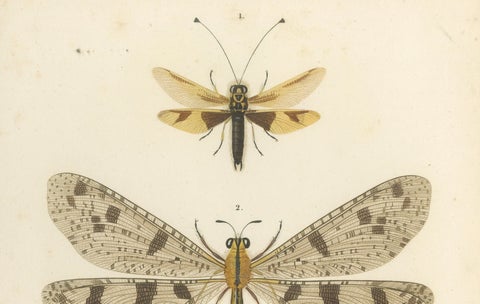Antique Dragonfly Prints, Neuropteres Plates 3 & 6, Copper Engravings, ca.1800, close-up 2