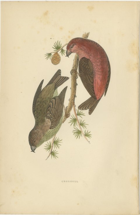 Crossbill Pair on a Larch Branch, Hand Colored Bird Print, Morris, 1896, view 2