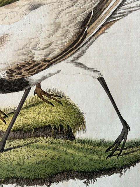 Tringa vanellus, Northern Lapwing (Kievit/Ljip) by Nozeman & Sepp, 1809, view 9