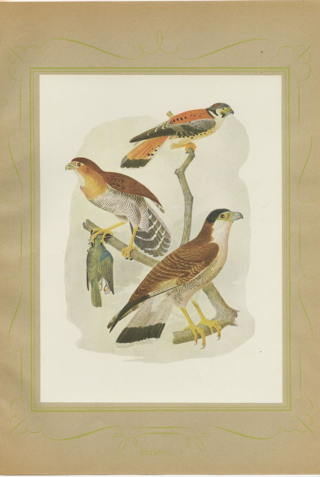Falcons and Kestrels, Brazilian Bird Print, Descourtilz, 1944