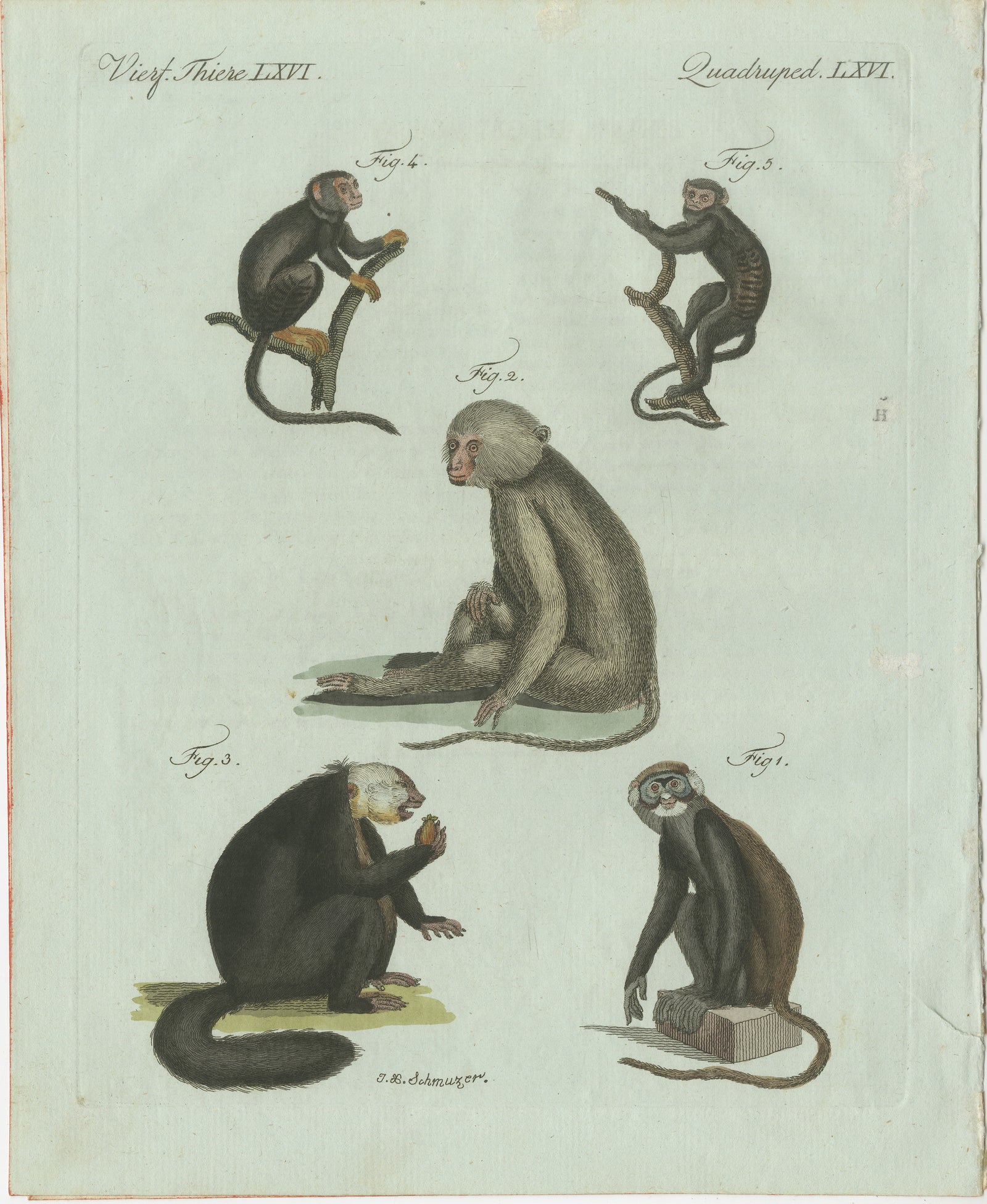 Original Antique Print of Five Monkeys and Tamarins by Bertuch, 1802