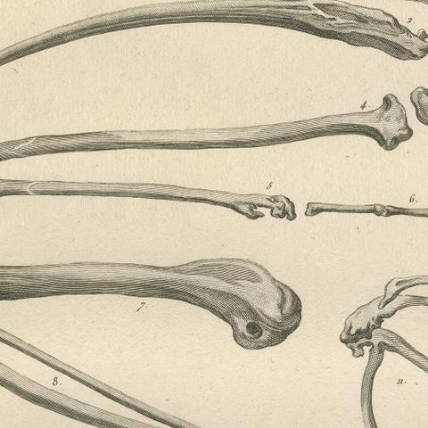 Mummies of Ibis and Skeletal Remains, Egypt, Antique Engraving, c.1802, close-up 6