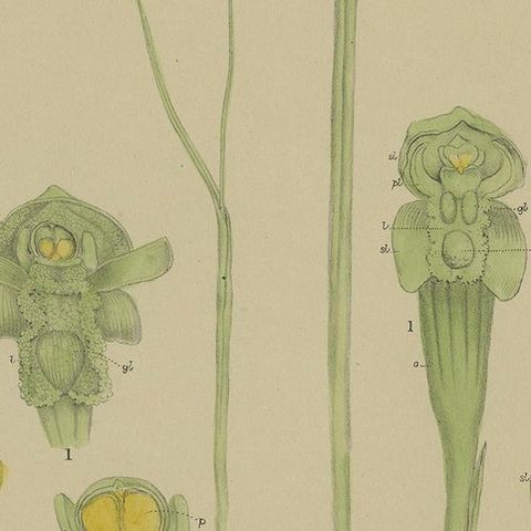 Antique Botany Print of the Slender Onion-Orchid & Common Onion Orchid, '1884', close-up 2