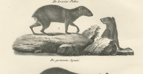 Antique Porcupine, Agouti & Tapir Lithographs, Brodtmann after Schinz c.1830, close-up 2
