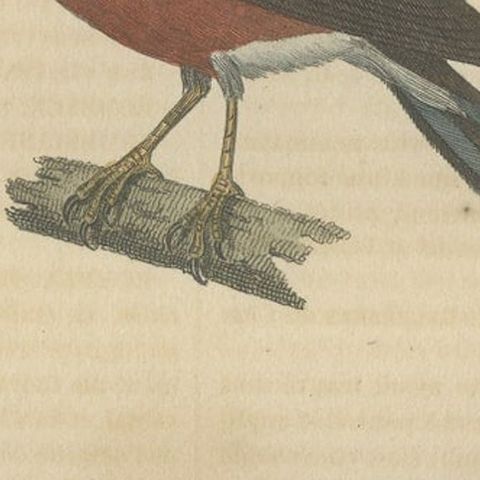 Old Hand-Colored Bird Print of a Bullfinch and a Common Crossbill, 1845, close-up 3