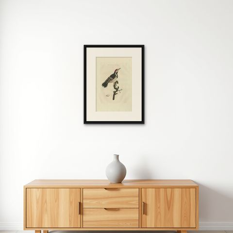 Antique Bird Print of the Lesser Spotted Woodpecker by Sepp & Nozeman, 1809, shown framed on a wall