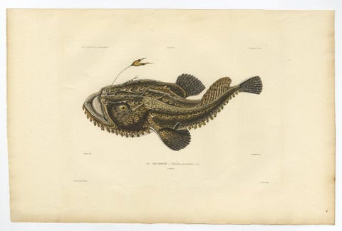 Antique Ichthyology Print, Anglerfish (Lophius piscatorius), Gaimard 1842, view 2