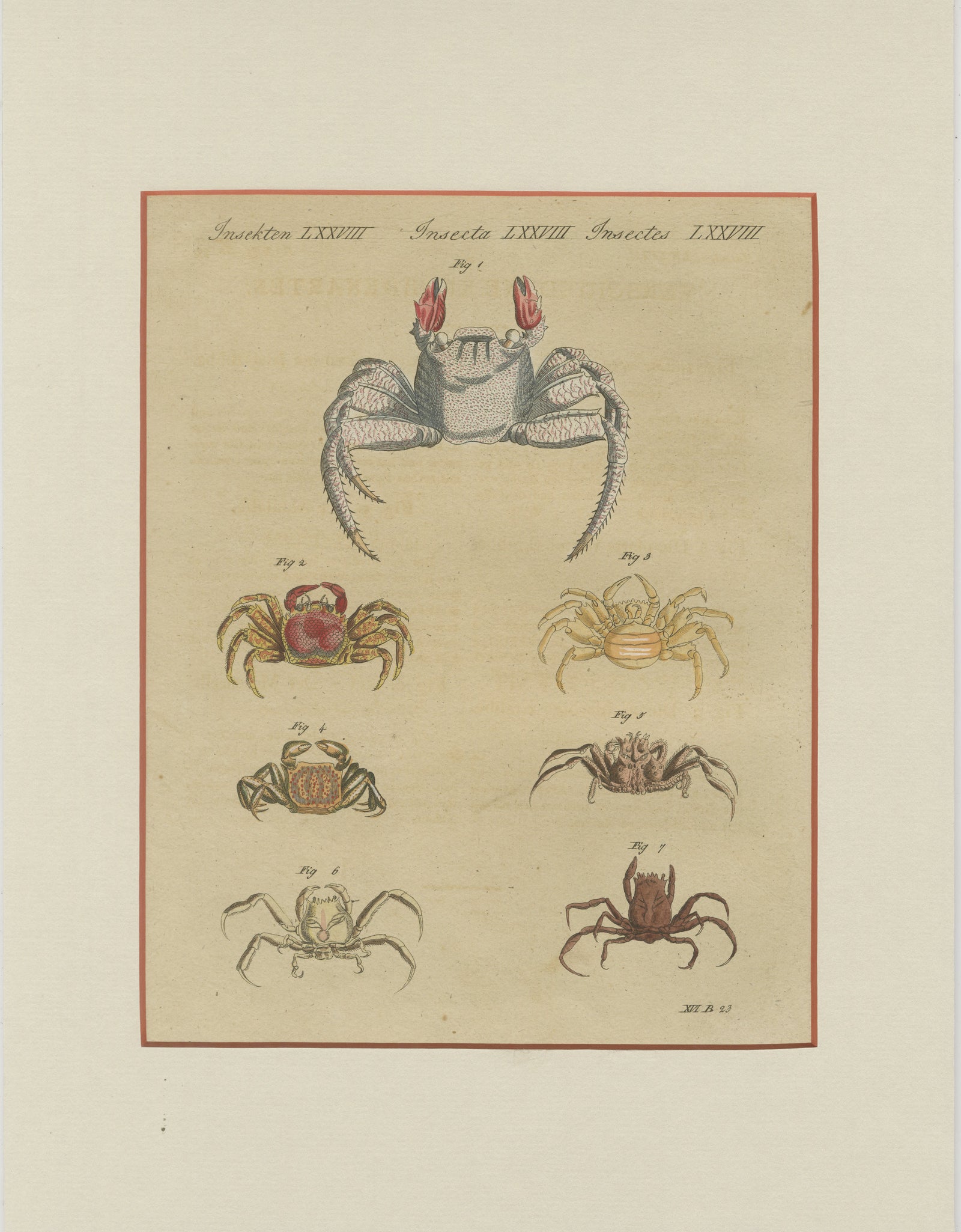 Antique Exotic Crabs & Fiddler Crab Engraving, Bertuch, c. 1813
