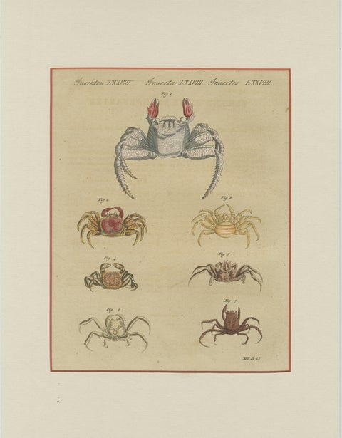 Antique Exotic Crabs & Fiddler Crab Engraving, Bertuch, c. 1813